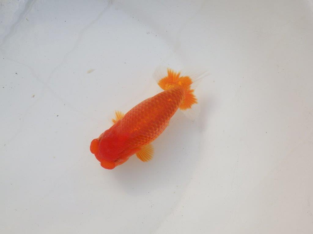 【岐阜超フンタンブリーダー】素晴らしいフンタン!明け二歳らんちゅう 約14,5㎝