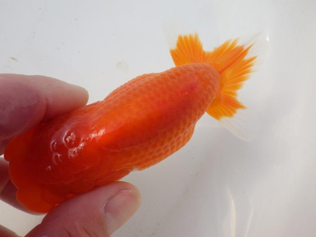 【岐阜超フンタンブリーダー】背のラインが綺麗で水槽映え！明け二歳らんちゅう 約13㎝メス？