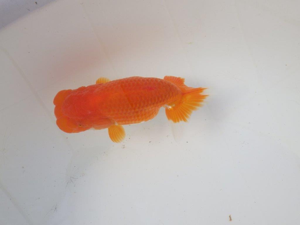 【岐阜超フンタンブリーダー】背のラインが綺麗で水槽映え！明け二歳らんちゅう 約13㎝メス？