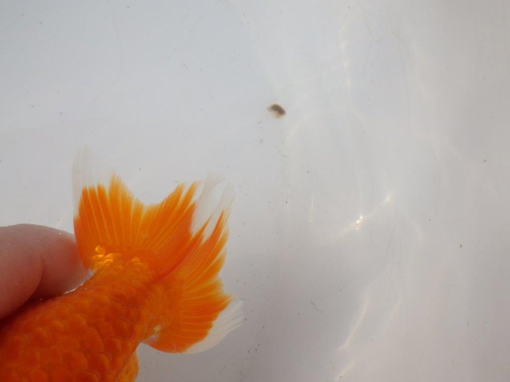 【岐阜超フンタンブリーダー】背のラインが綺麗で水槽映え！明け二歳らんちゅう 約13㎝メス？