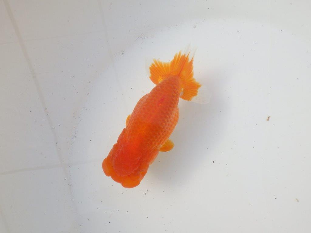 【岐阜超フンタンブリーダー】背のラインが綺麗で水槽映え！明け二歳らんちゅう 約13㎝メス？