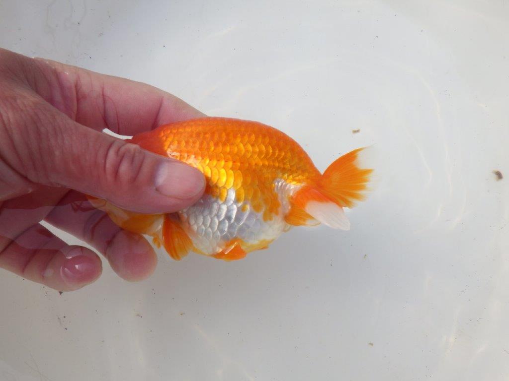 【岐阜超フンタンブリーダー】背のラインが綺麗で水槽映え！明け二歳らんちゅう 約13㎝メス？