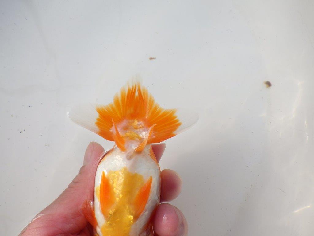 【岐阜超フンタンブリーダー】背のラインが綺麗で水槽映え！明け二歳らんちゅう 約13㎝メス？