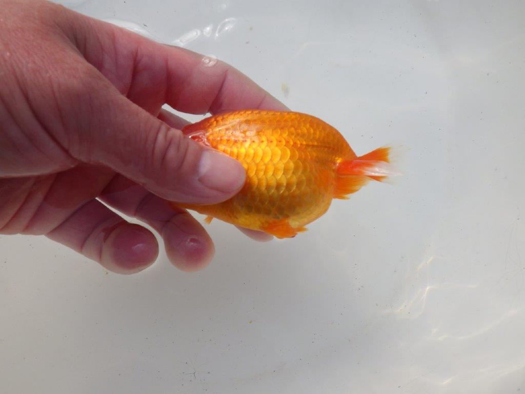 【岐阜超フンタンブリーダー】雰囲気抜群!種にもお勧め!明け二歳らんちゅう 約11,5㎝メス?