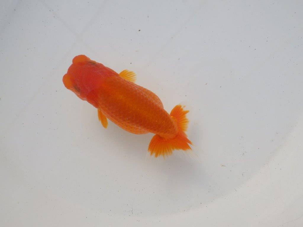 【岐阜超フンタンブリーダー】雰囲気抜群!種にもお勧め!明け二歳らんちゅう 約11,5㎝メス?