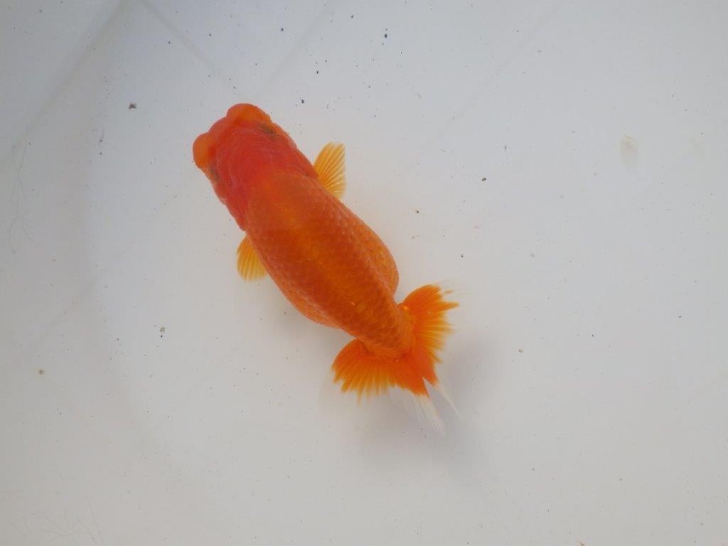 【岐阜超フンタンブリーダー】雰囲気抜群!種にもお勧め!明け二歳らんちゅう 約11,5㎝メス?