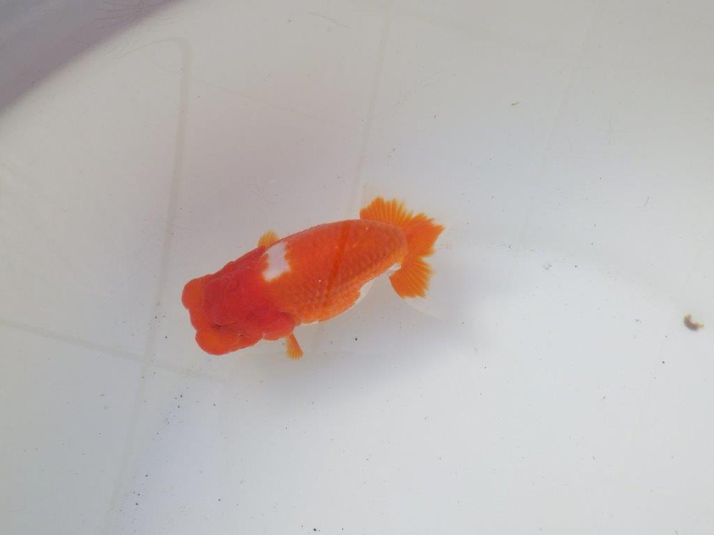 【岐阜超フンタンブリーダー】素晴らしいフンタン&尾!種にも!明け二歳らんちゅう 約12㎝オス