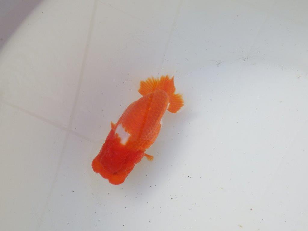 【岐阜超フンタンブリーダー】素晴らしいフンタン&尾!種にも!明け二歳らんちゅう 約12㎝オス