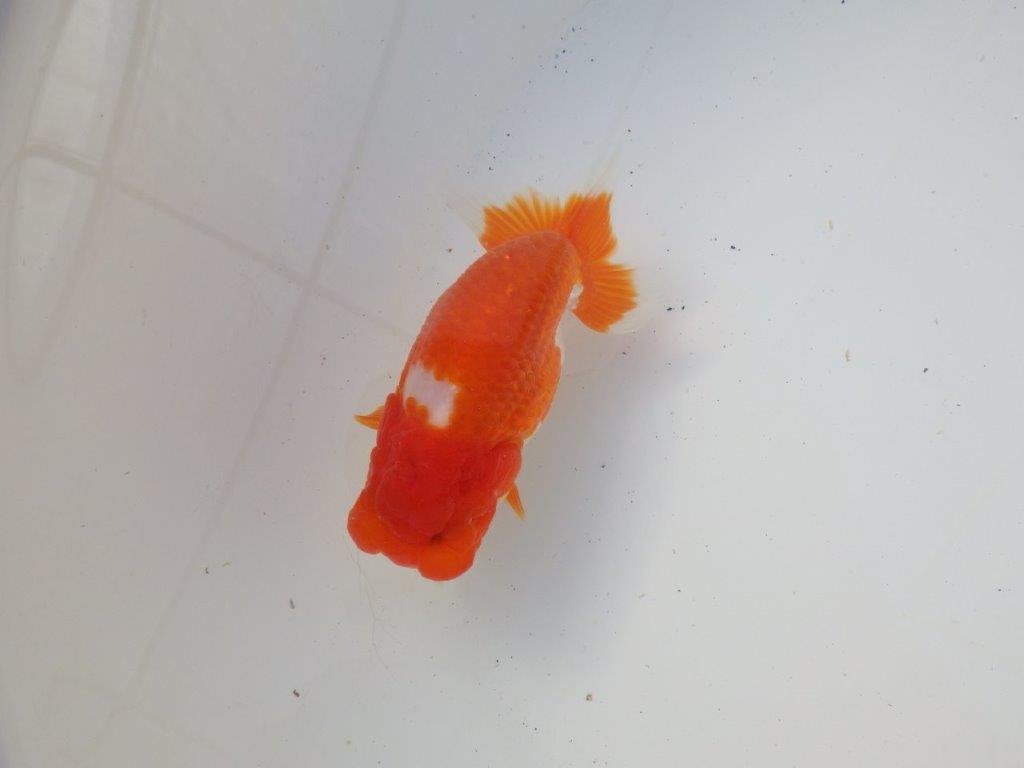 【岐阜超フンタンブリーダー】素晴らしいフンタン&尾!種にも!明け二歳らんちゅう 約12㎝オス