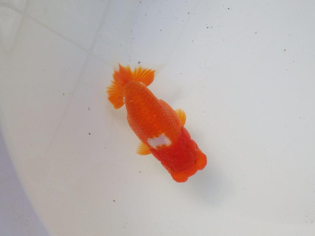 【岐阜超フンタンブリーダー】素晴らしいフンタン&尾!種にも!明け二歳らんちゅう 約12㎝オス