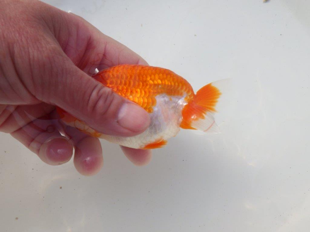 【岐阜超フンタンブリーダー】素晴らしいフンタン&尾!種にも!明け二歳らんちゅう 約12㎝オス