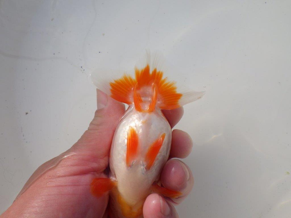 【岐阜超フンタンブリーダー】素晴らしいフンタン&尾!種にも!明け二歳らんちゅう 約12㎝オス