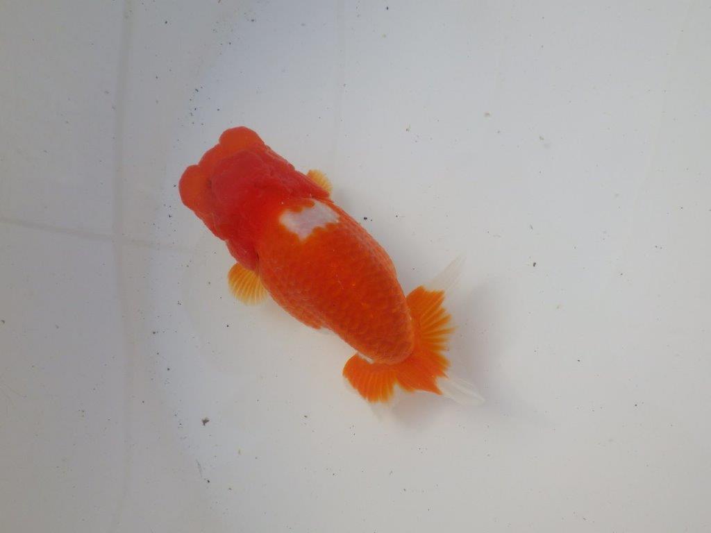 【岐阜超フンタンブリーダー】素晴らしいフンタン&尾!種にも!明け二歳らんちゅう 約12㎝オス