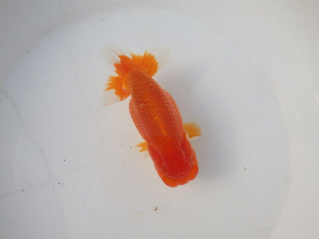 【岐阜超フンタンブリーダー】雰囲気抜群！！明け二歳らんちゅう 約14㎝オス