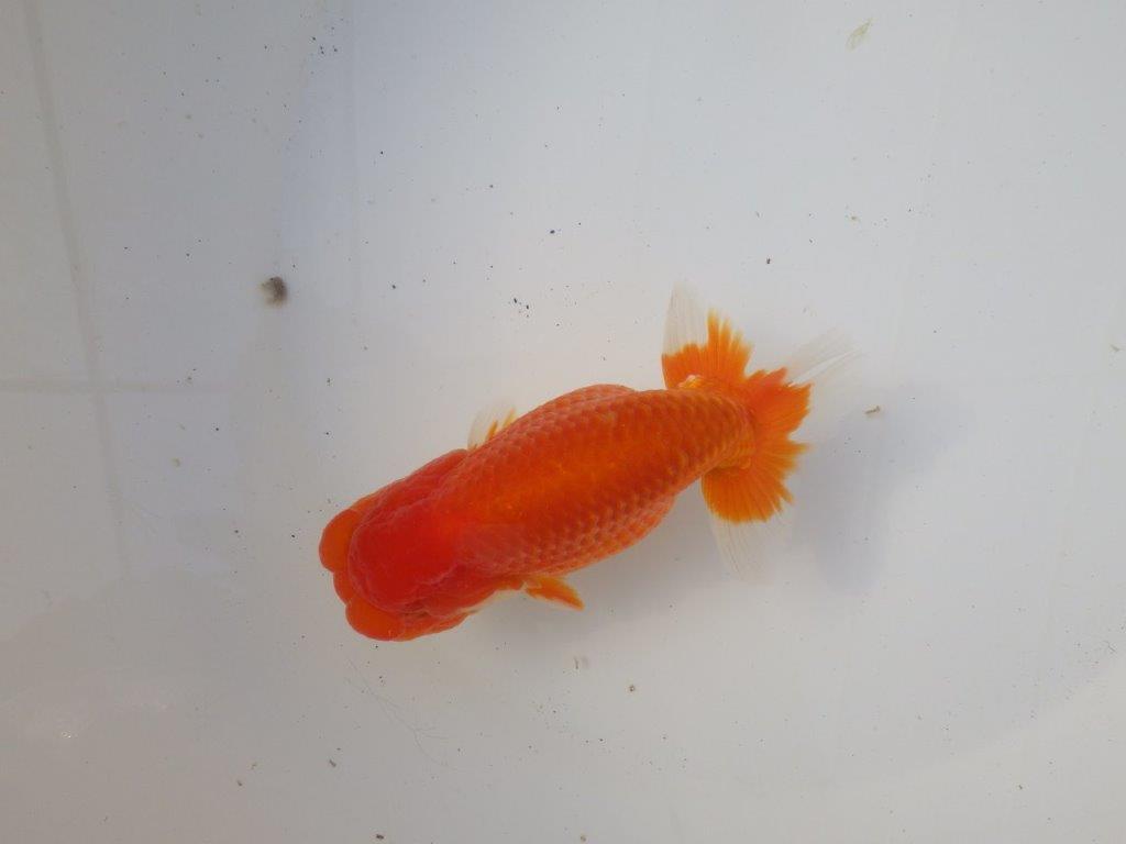 【岐阜超フンタンブリーダー】雰囲気抜群！！明け二歳らんちゅう 約14㎝オス