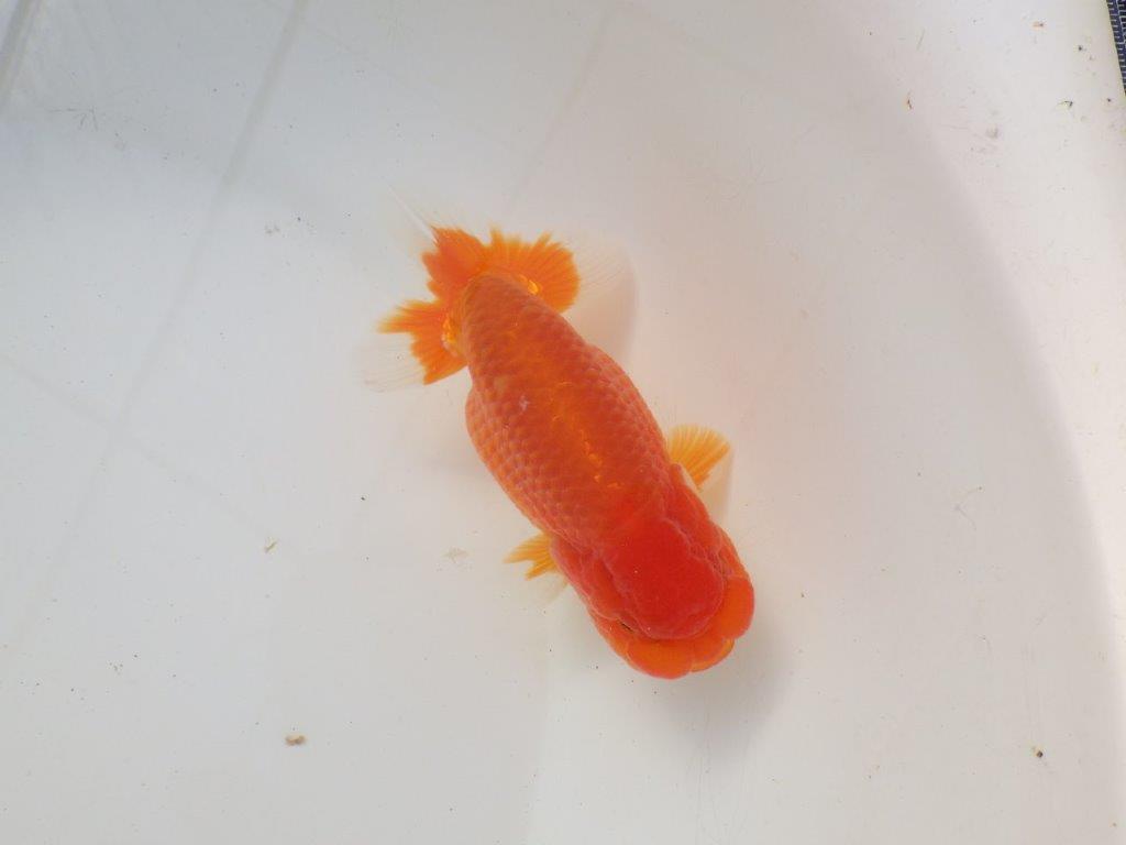 【岐阜超フンタンブリーダー】雰囲気抜群！！明け二歳らんちゅう 約14㎝オス