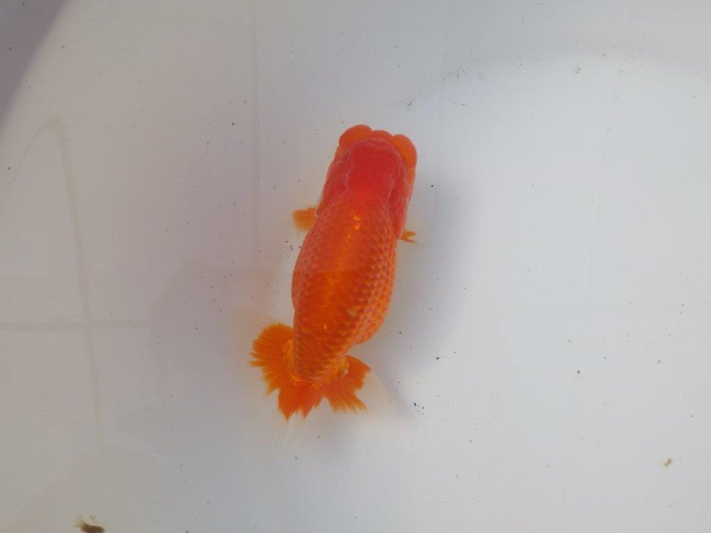 【岐阜超フンタンブリーダー】雰囲気抜群!!明け二歳らんちゅう 約14㎝オス