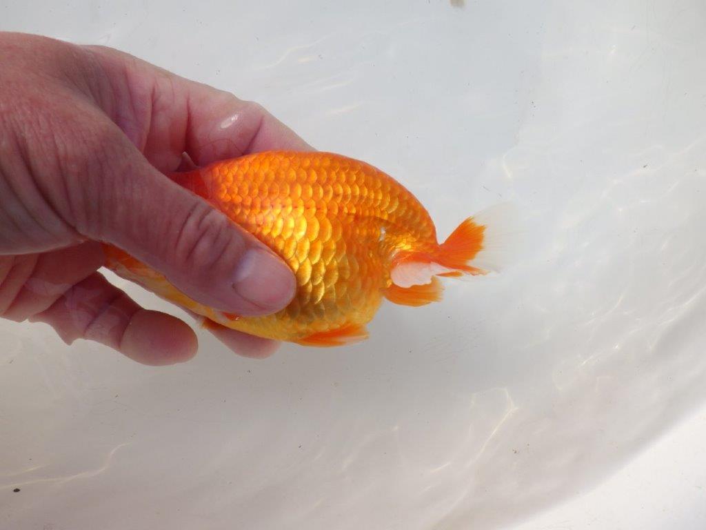 【岐阜超フンタンブリーダー】雰囲気抜群！！明け二歳らんちゅう 約14㎝オス