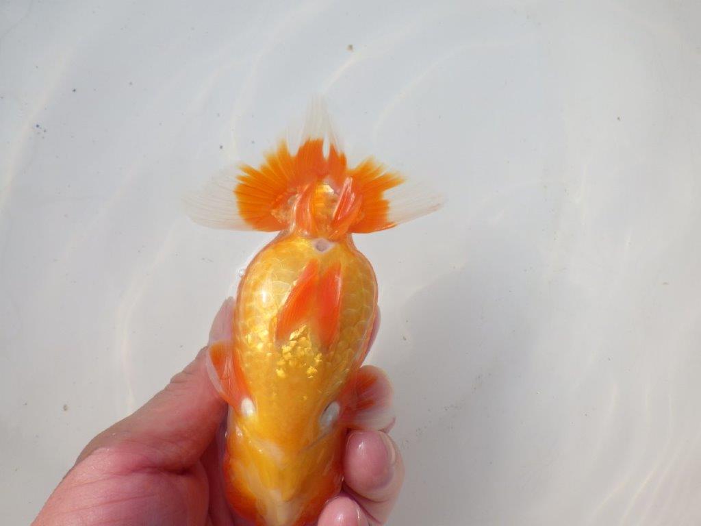 【岐阜超フンタンブリーダー】雰囲気抜群！！明け二歳らんちゅう 約14㎝オス