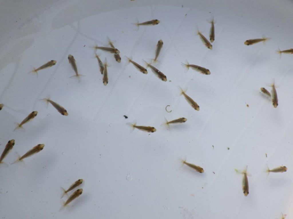 【全国大会東大関獲得系統 】ご好評につき入荷の中から尾張りの良い2０尾！限定２セット