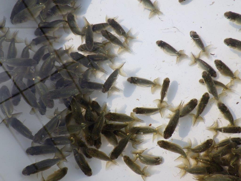 【岡山村上暢彦氏】２０２６年１月生まれの青仔＆黒仔 10尾セットC約3~5㎝ 限定２セット