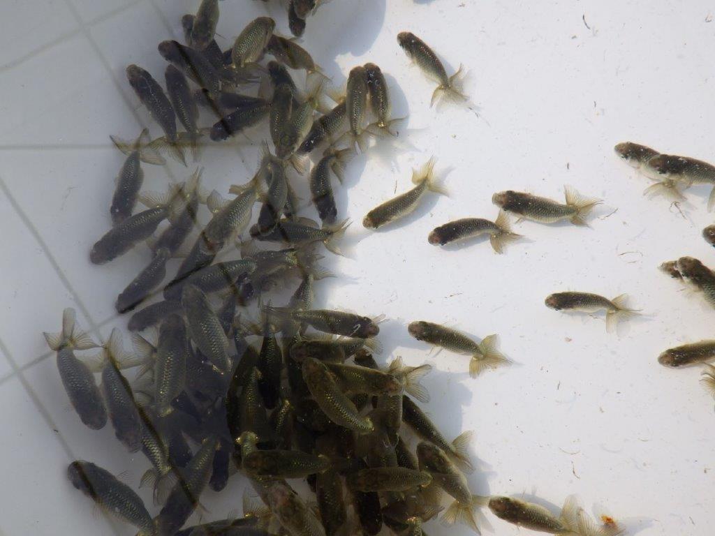 【岡山村上暢彦氏】２０２６年１月生まれの青仔＆黒仔 10尾セットC約3~5㎝ 限定２セット