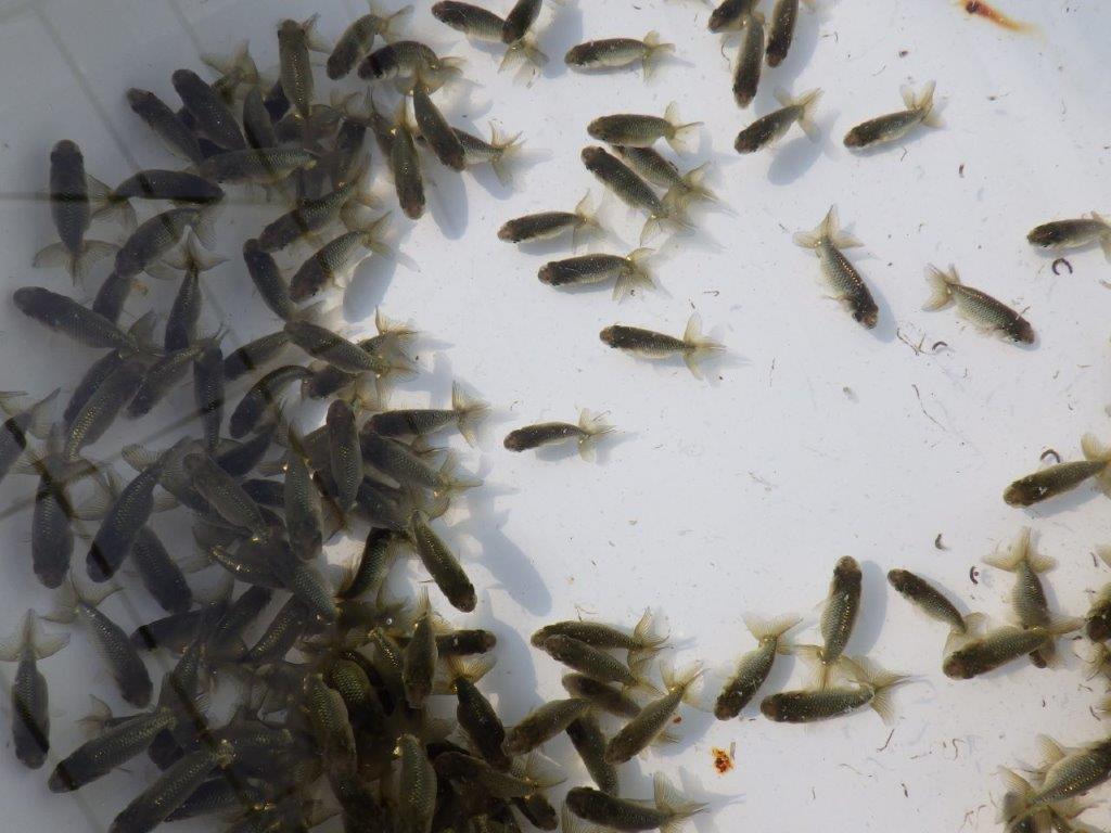 【岡山村上暢彦氏】２０２６年１月生まれの青仔＆黒仔 10尾セットC約3~5㎝ 限定２セット