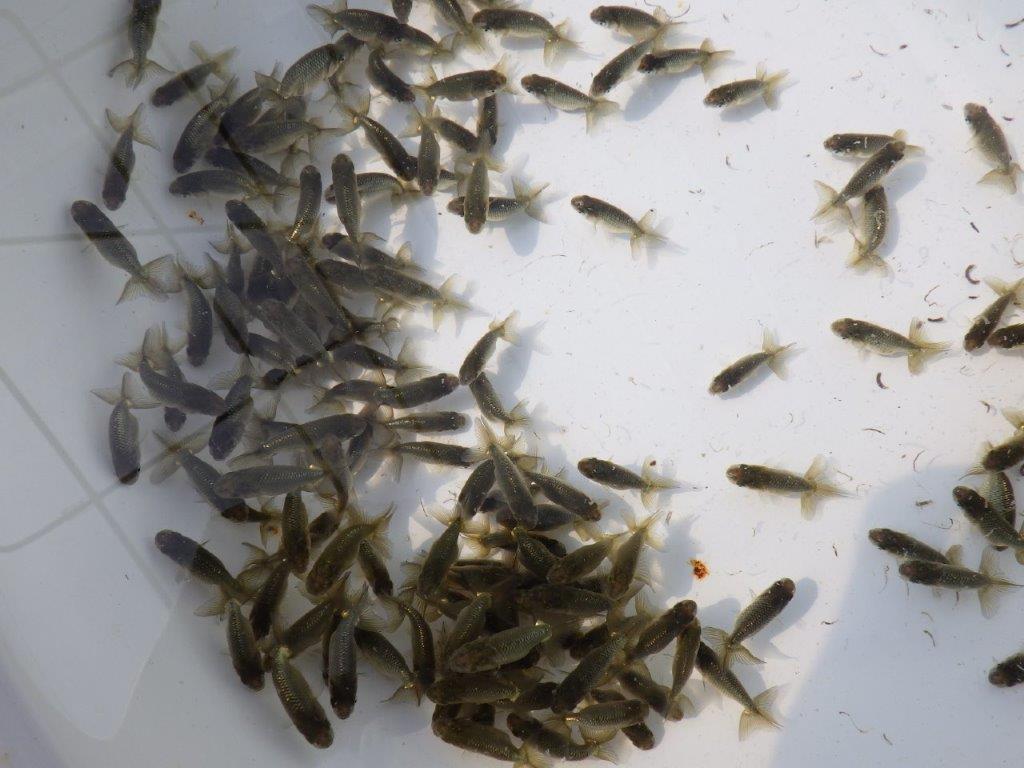 【岡山村上暢彦氏】２０２６年１月生まれの青仔＆黒仔 10尾セットC約3~5㎝ 限定２セット