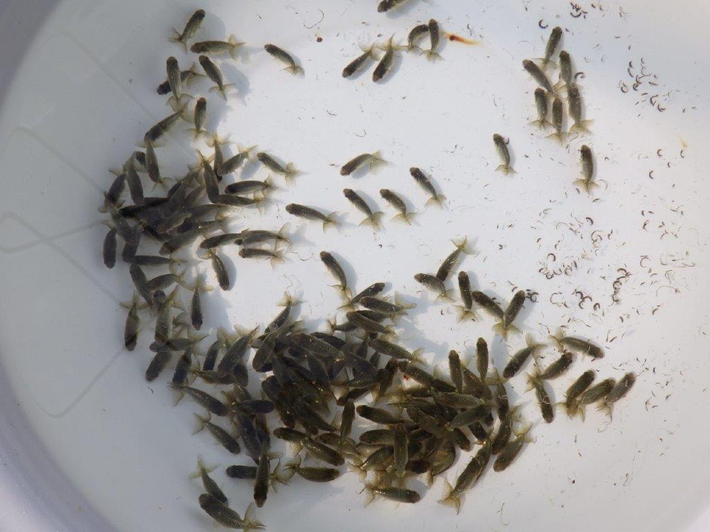 【岡山村上暢彦氏】入荷の中から上物を10尾選んでお届けします約3~5㎝ 限定1セット