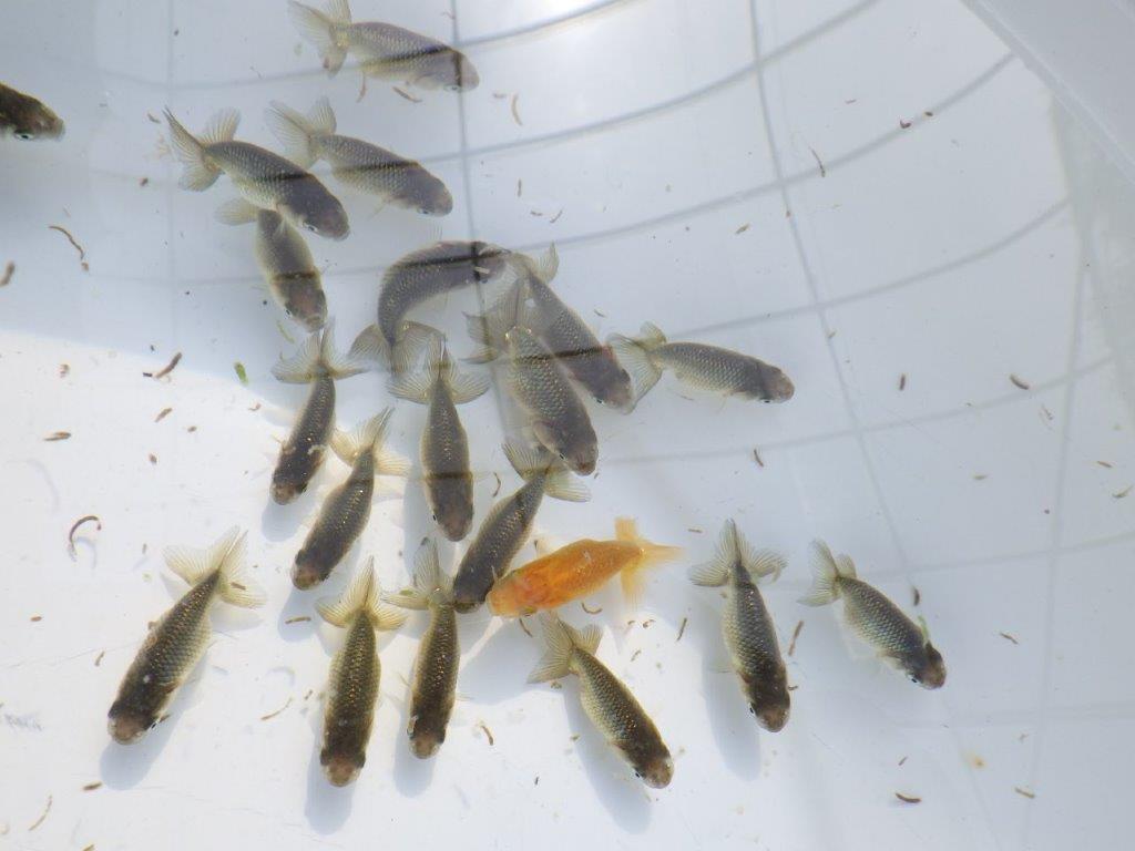 【岡山村上暢彦氏】入荷の中から上物を５尾選んでお届けします約3~5㎝ 限定２セット