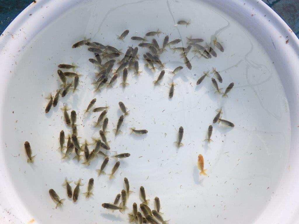 【岡山村上暢彦氏】入荷の中から上物を１０尾選んでお届けします約3~5㎝ 限定１セット