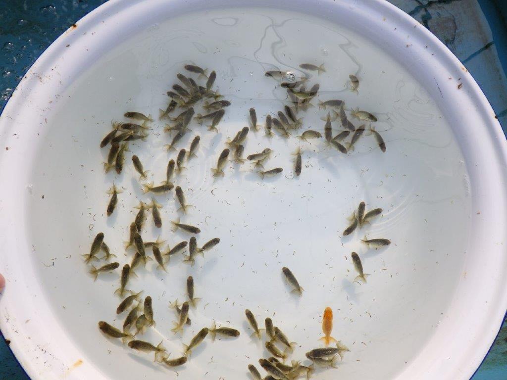 【岡山村上暢彦氏】入荷の中から上物を１０尾選んでお届けします約3~5㎝ 限定１セット