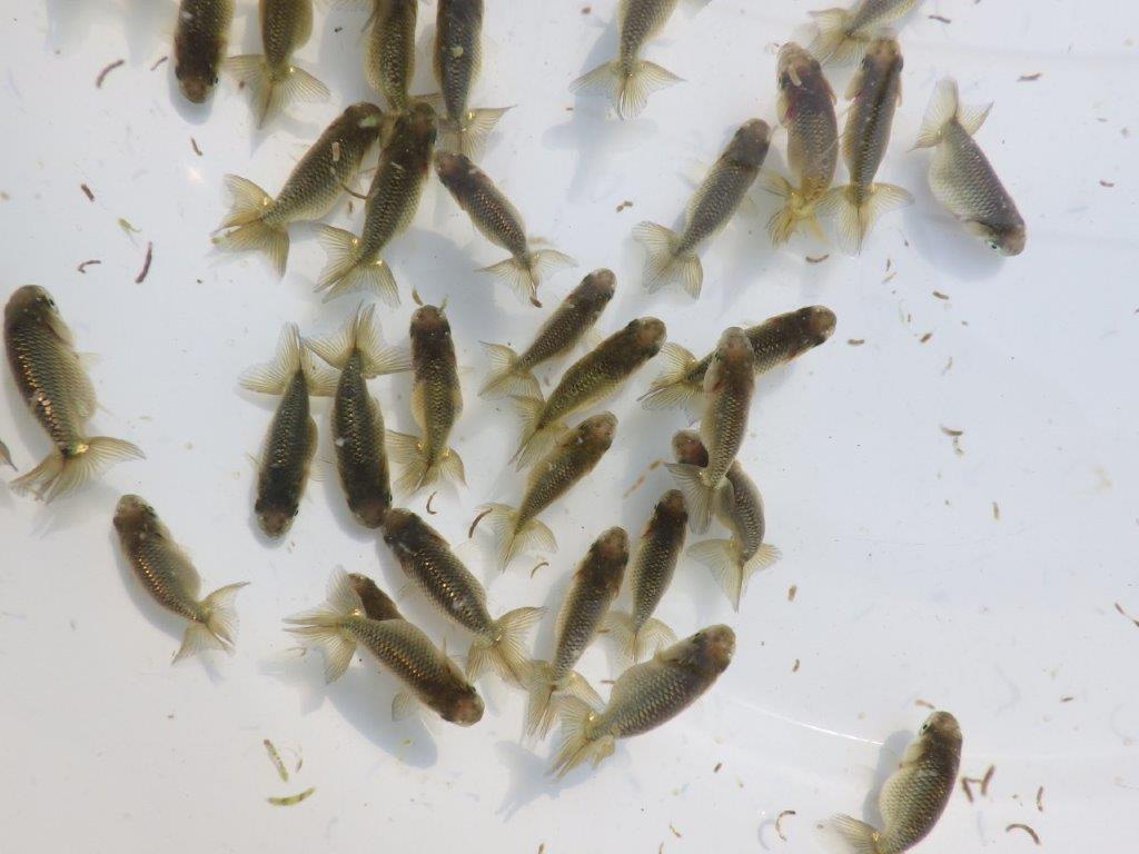 【岡山村上暢彦氏】入荷の中から上物を１０尾選んでお届けします約3~5㎝ 限定１セット