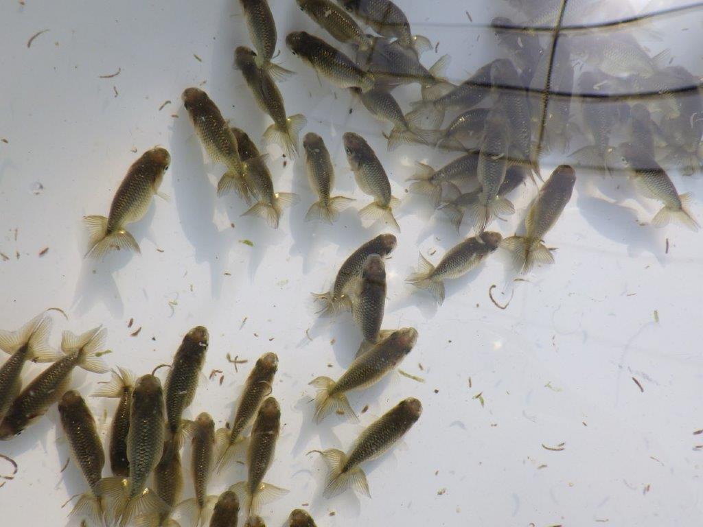 【岡山村上暢彦氏】入荷の中から上物を１０尾選んでお届けします約3~5㎝ 限定１セット