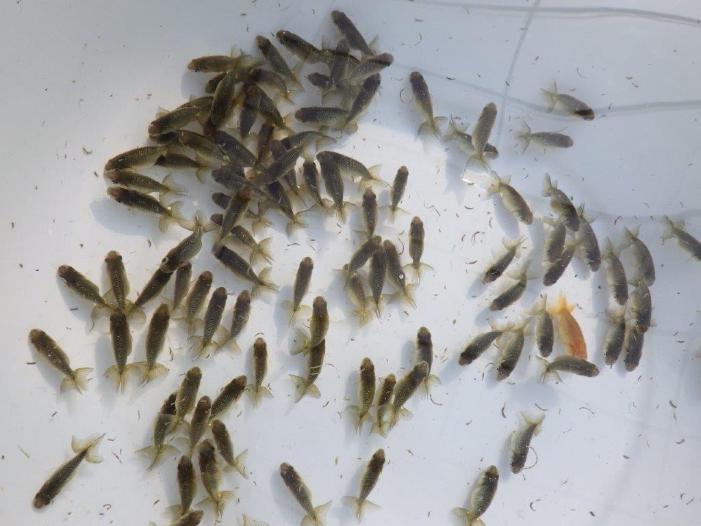 【岡山村上暢彦氏】入荷の中から上物を１０尾選んでお届けします約3~5㎝ 限定１セット