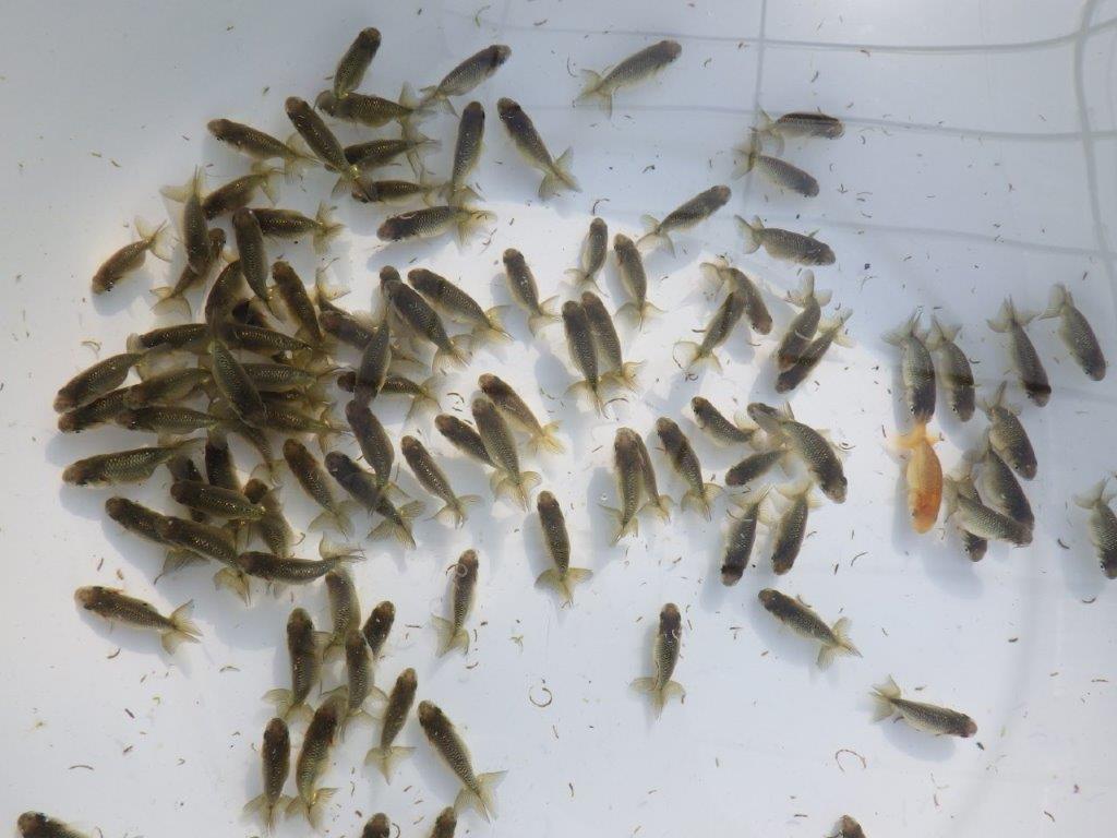 【岡山村上暢彦氏】入荷の中から上物を１０尾選んでお届けします約3~5㎝ 限定１セット