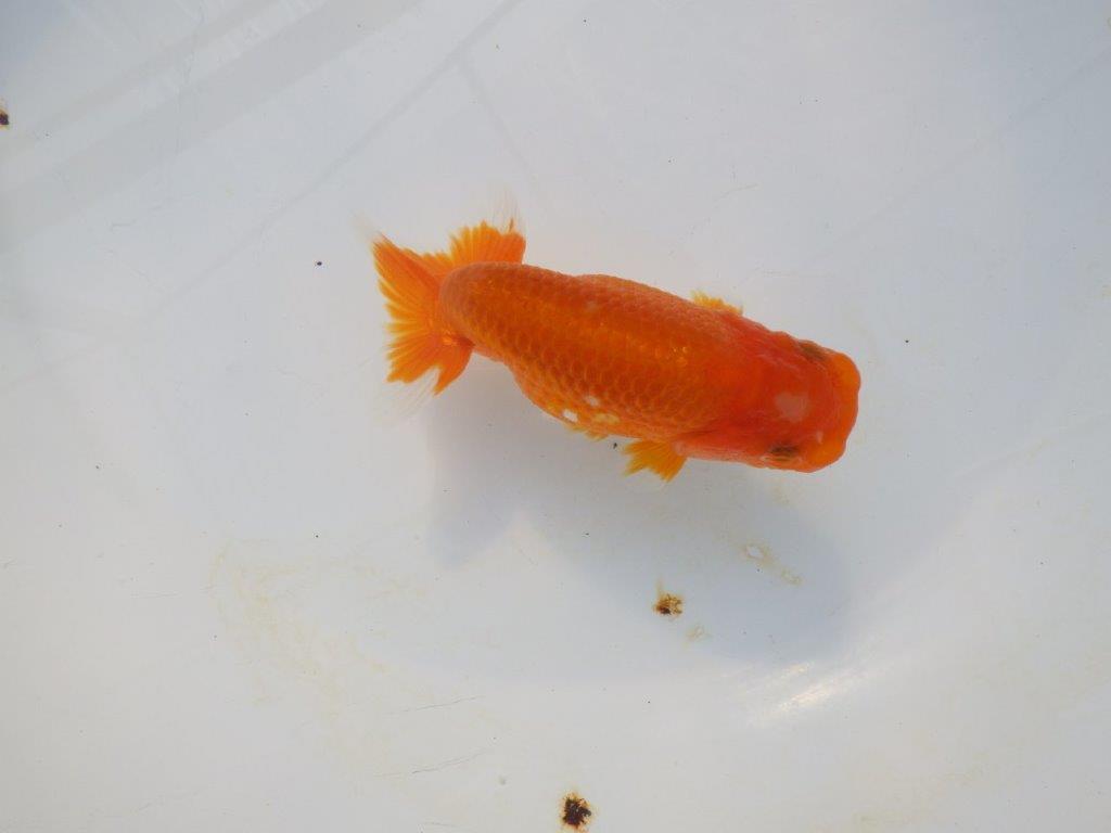 【岡山村上暢彦氏】尾の雰囲気が良い明け二歳らんちゅう約12㎝ メス?