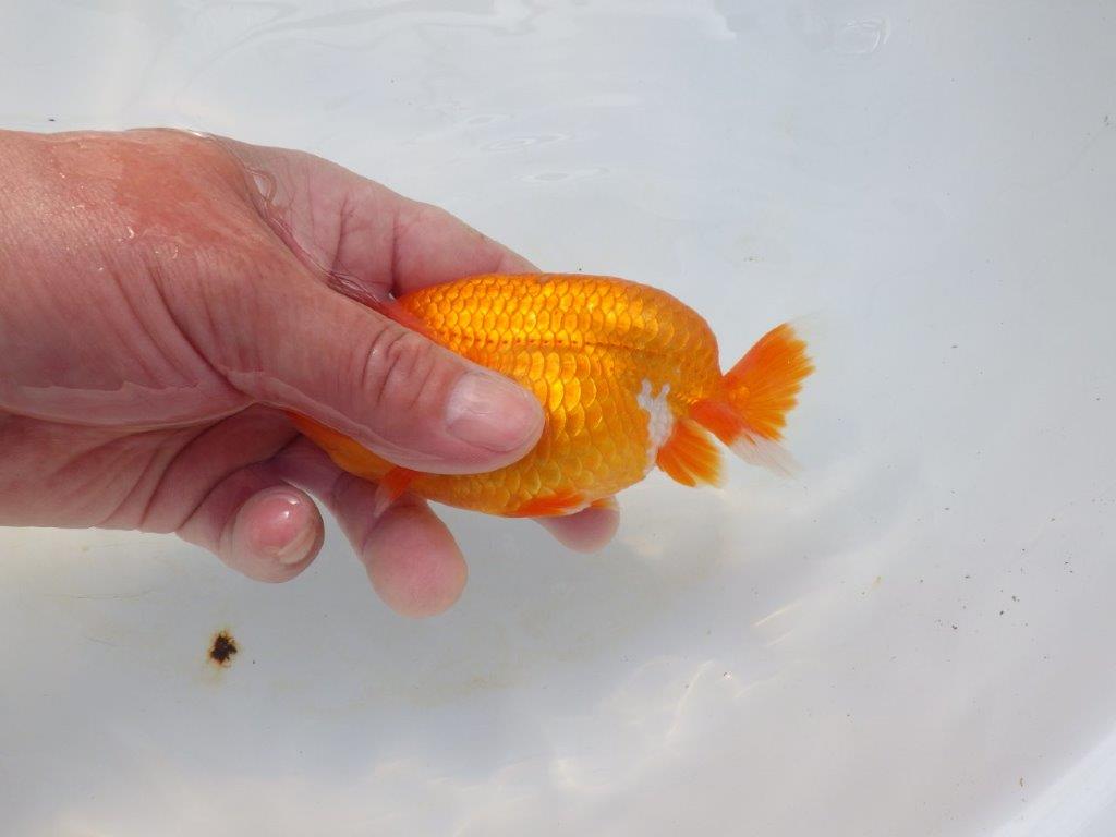 【岡山村上暢彦氏】尾の雰囲気が良い明け二歳らんちゅう約12㎝ メス?