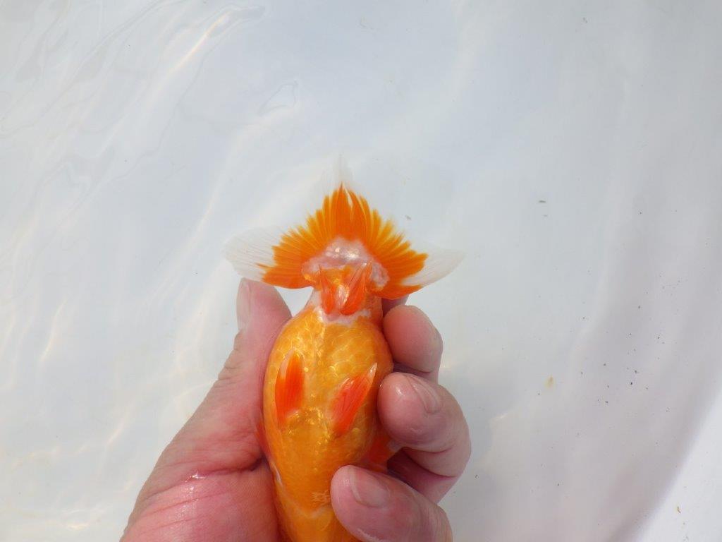 【岡山村上暢彦氏】尾の雰囲気が良い明け二歳らんちゅう約12㎝ メス?