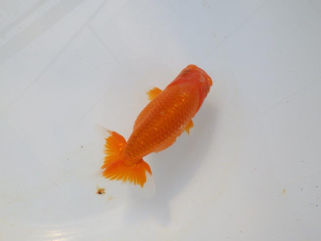 【岡山村上暢彦氏】尾の雰囲気が良い明け二歳らんちゅう約12㎝ メス？