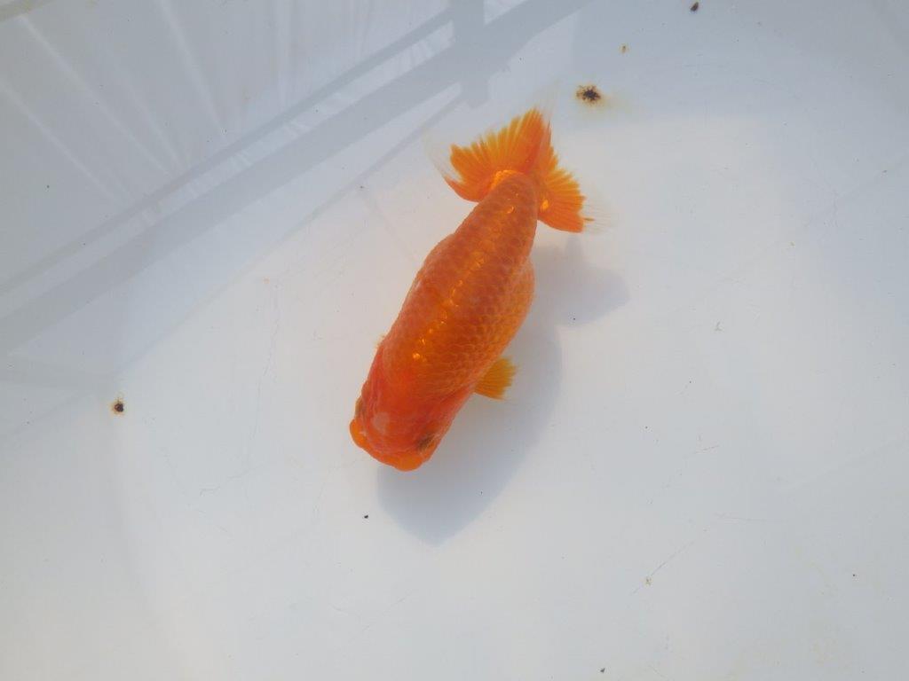 【岡山村上暢彦氏】尾の雰囲気が良い明け二歳らんちゅう約12㎝ メス?