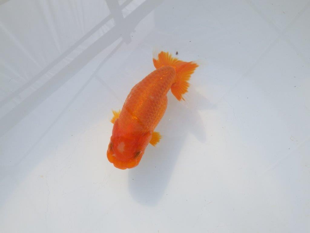 【岡山村上暢彦氏】尾の雰囲気が良い明け二歳らんちゅう約12㎝ メス?