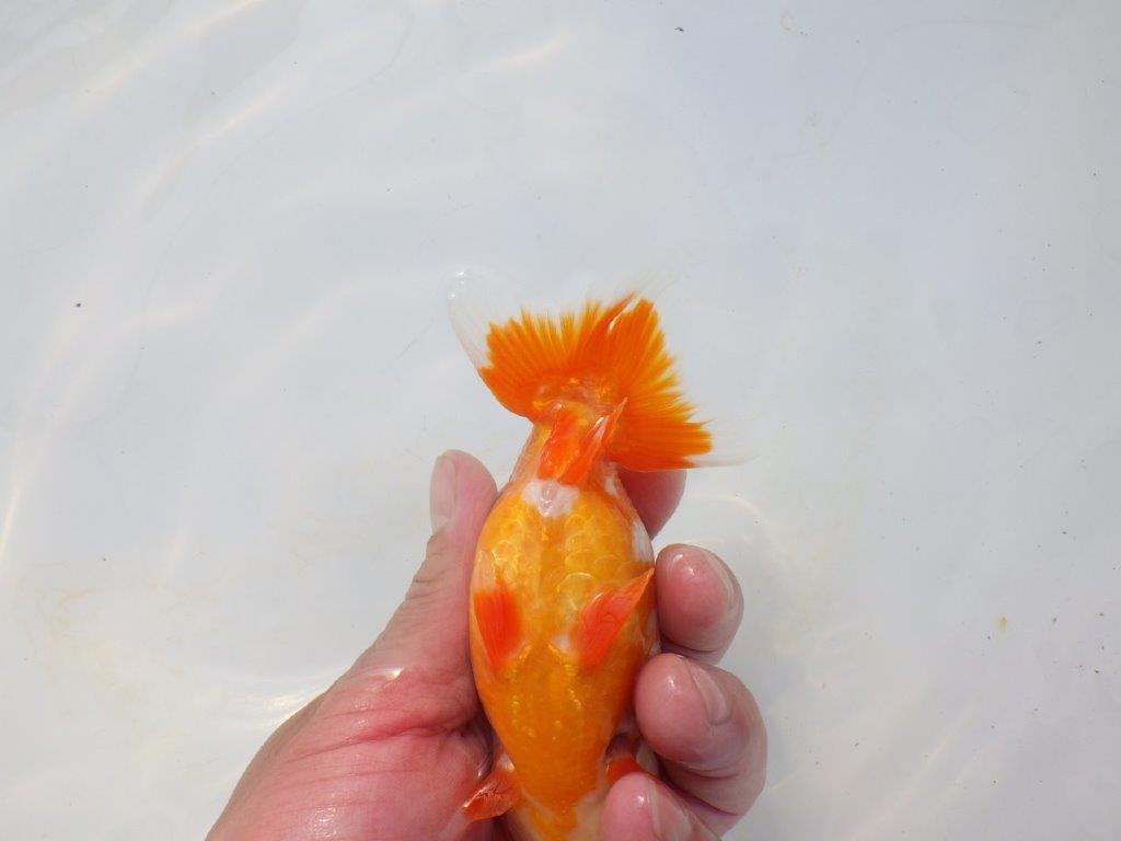 【岡山村上暢彦氏】かわいい柄の更紗明け二歳らんちゅう約12,5㎝ メス？