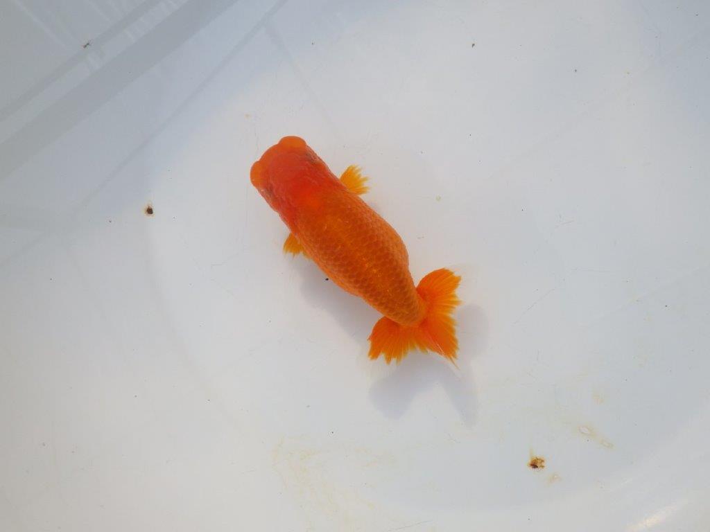 【岡山村上暢彦氏】頭&尾の雰囲気が良い明け二歳らんちゅう約12㎝ メス?