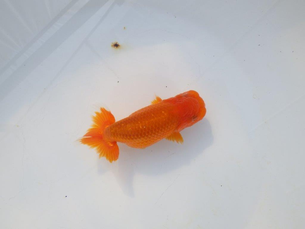 【岡山村上暢彦氏】頭&尾の雰囲気が良い明け二歳らんちゅう約12㎝ メス?