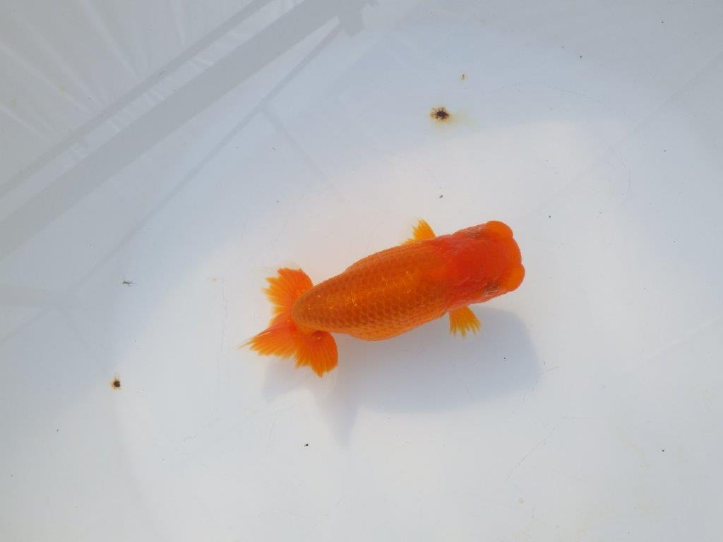 【岡山村上暢彦氏】頭&尾の雰囲気が良い明け二歳らんちゅう約12㎝ メス?