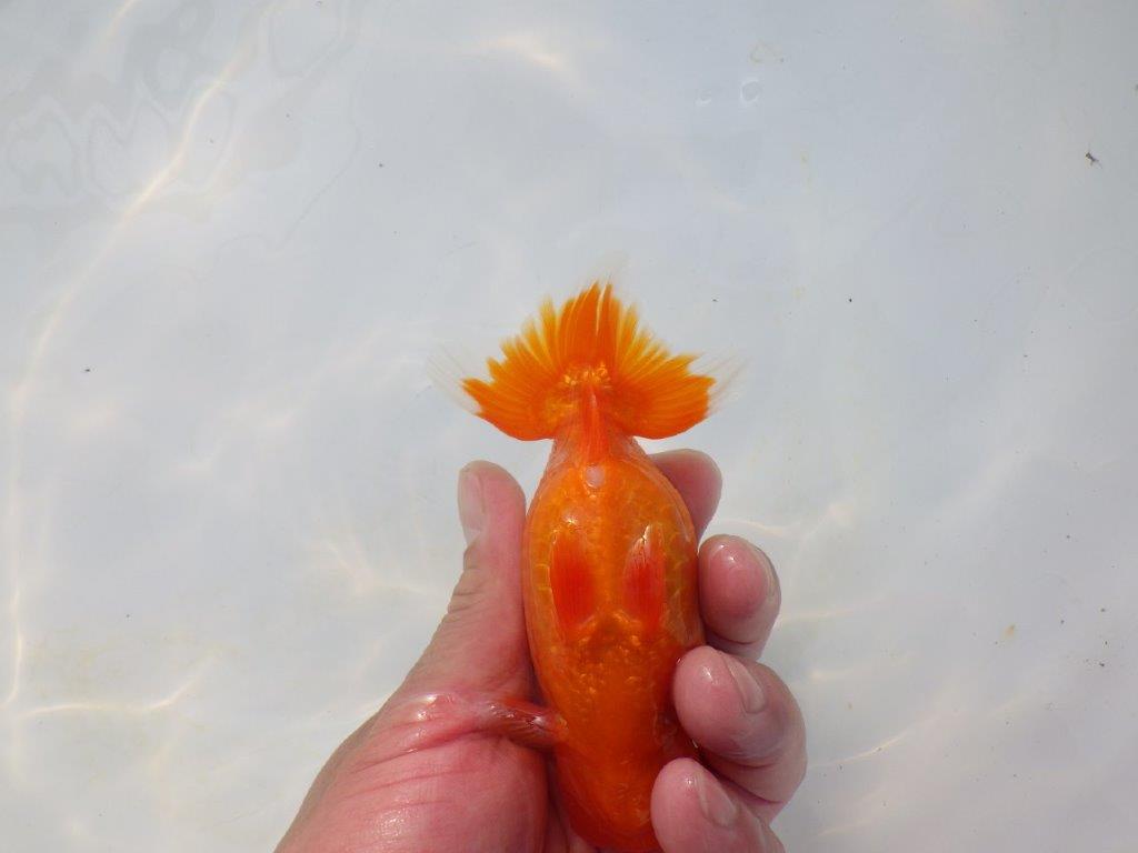 【岡山村上暢彦氏】頭&尾の雰囲気が良い明け二歳らんちゅう約12㎝ メス?