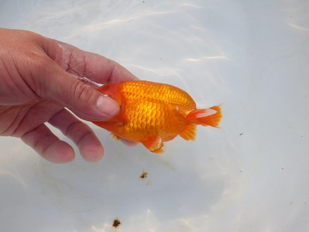 【岡山村上暢彦氏】頭&尾の雰囲気が良い明け二歳らんちゅう約12㎝ メス?