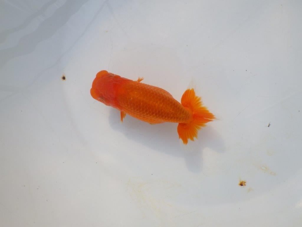 【岡山村上暢彦氏】頭&尾の雰囲気が良い明け二歳らんちゅう約12㎝ メス?