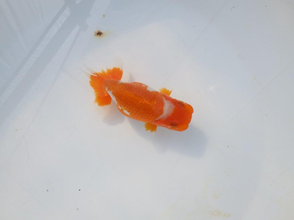 【岡山村上暢彦氏】綺麗な柄の更紗明け二歳らんちゅう約11,5㎝ メス?